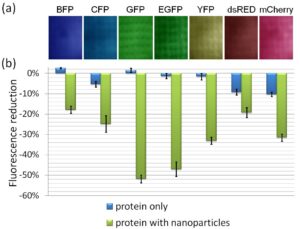 (a) Fluorescence images of the nanoparticle-protein solutions following resonant illumination by a single pulse. (b) A bar chart showing the relative changes of the total fluorescence intensities after laser irradiation for protein-only solutions (blue bars) and for nanoparticle-protein solutions (green bars).