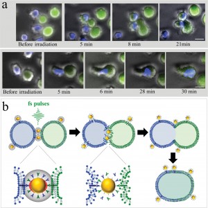 Time-lapse fluorescence-phase contrast imaging of two exemplary fusion events between BJAB and DCs is shown in Figure 3a. A schematic model of the fusion process between engaged cells irradiated by femtosecond pulses is illustrated in Figure 3b.