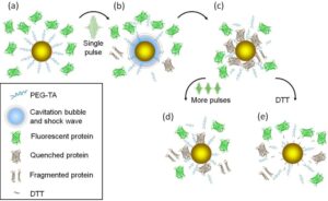 Proposed model for optical pulse-driven adsorption of fluorescent proteins on gold nanoparticles.